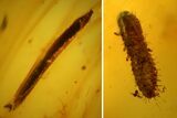 Fossil Beetle Larva (Coleoptera) and Leaf in Baltic Amber #142205-1